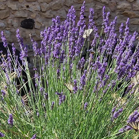 Appartamento Le Petit Mas Dordogne Veyrines-de-Vergt